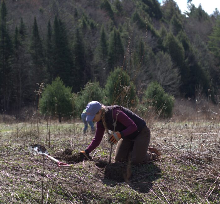 Girl planting a bare root tree in Vermont River Conservancy conserved land in Wolcott