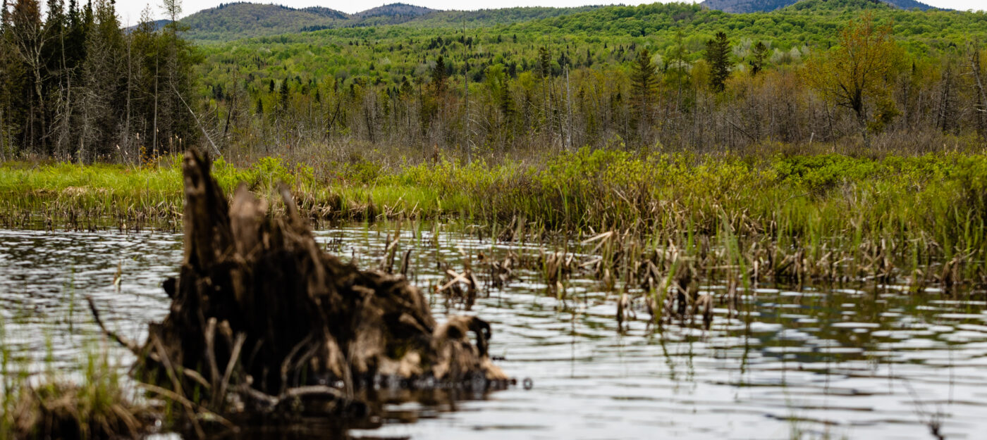 Landscape of Clyde River Fen from the water on World Fish Migration Day, on May 23, 2026, in East Charleston, VT. Photographed by Evan L'Roy
