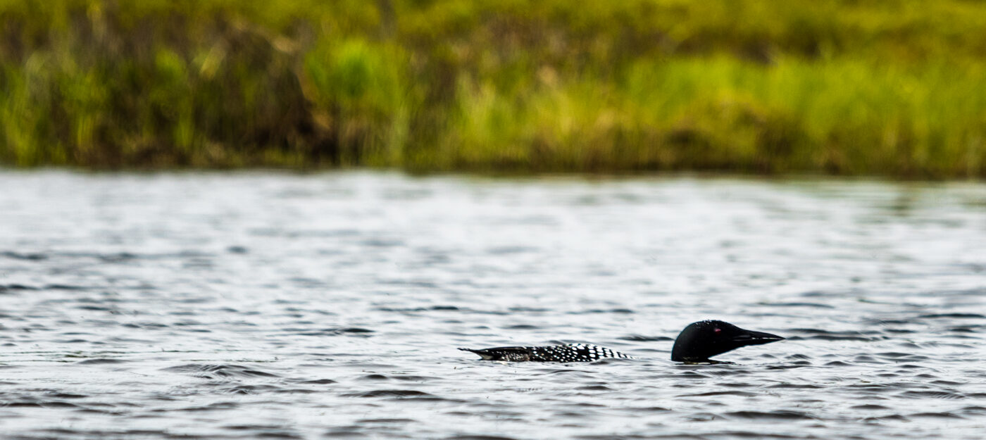 Common Loon spotted on the Clyde River on World Fish Migration Day, on May 23, 2026, in East Charleston, VT. Photographed by Evan L'Roy