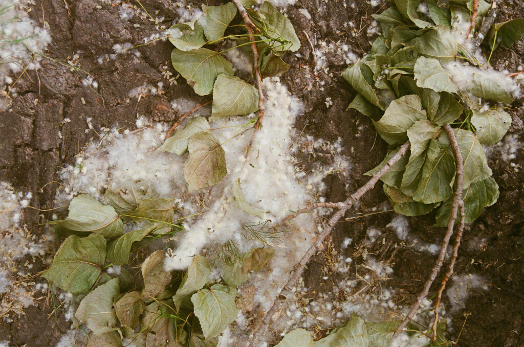 Cottonwood Tree leaves and pods opening fluff cotton to wind dispersing seeds photographed by Gabriella Marchesani