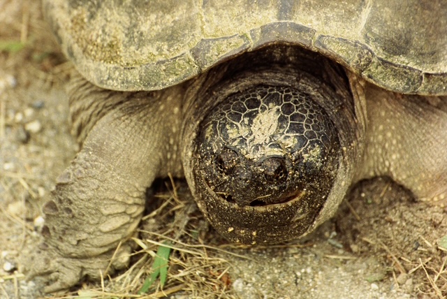 Close up of pregnant snapping turtle's face half a mile away from North Montpelier pond after crossing a road by John Joy