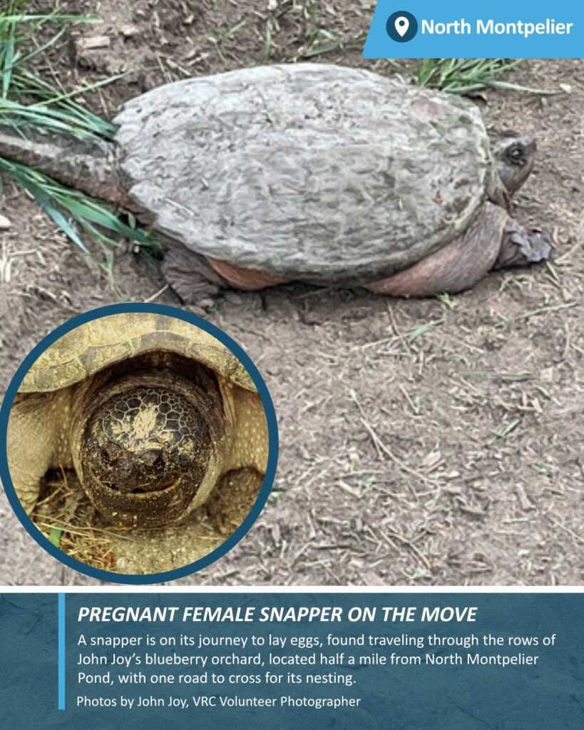 Close up of pregnant snapping turtle's face half a mile away from North Montpelier pond after crossing a road by John Joy