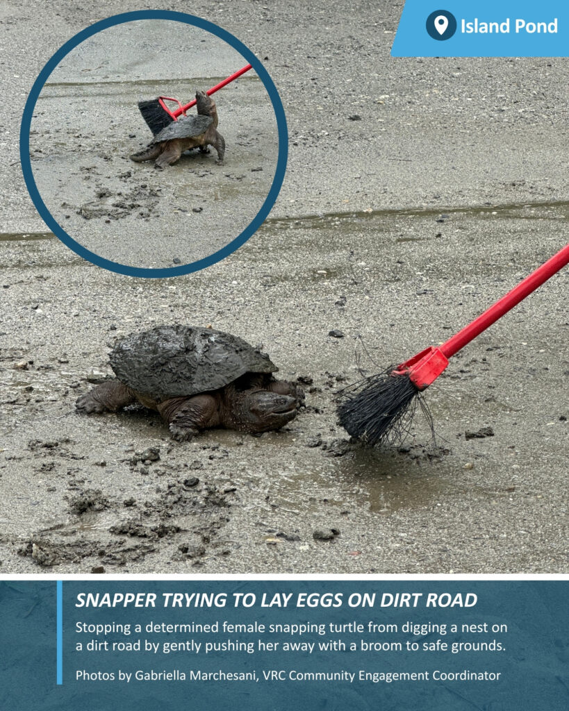 Snapper being moved from nesting on dirt road in Island Pond, Vermont by Gabriella Marchesani