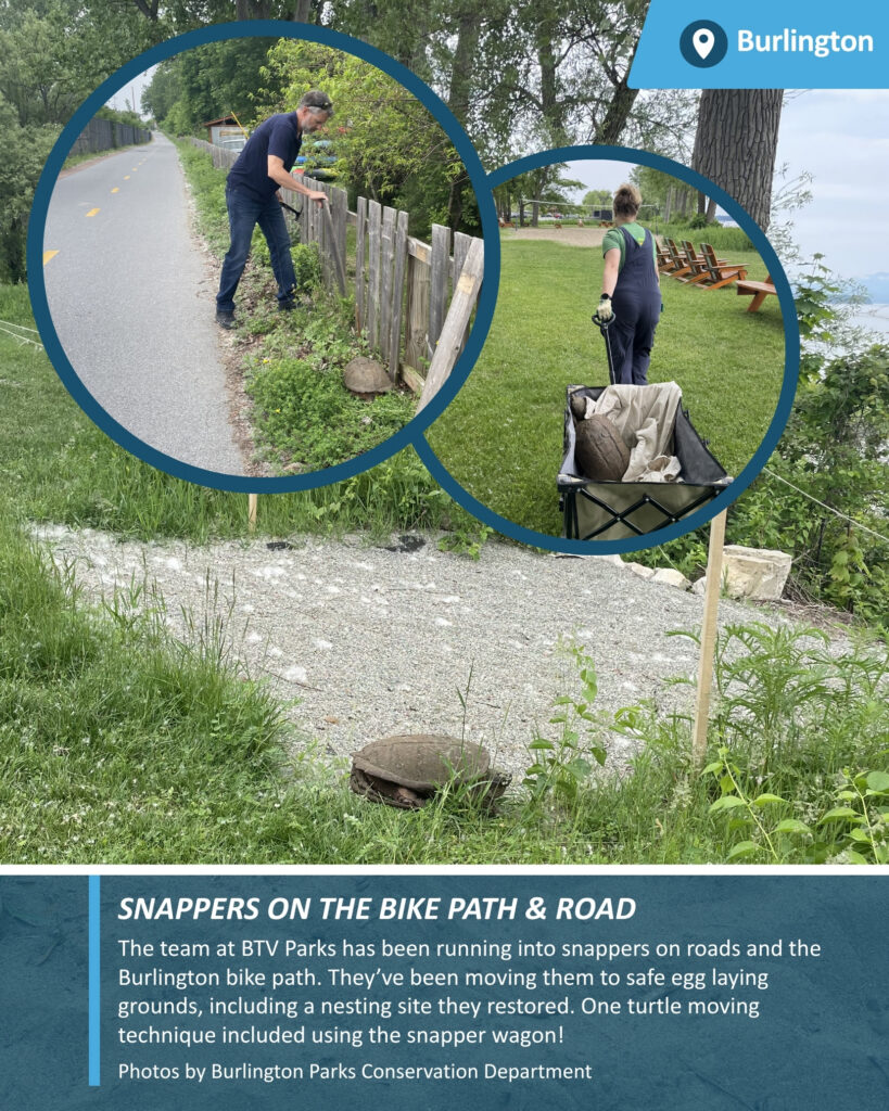 Burlington Parks Conservation Department helping snapping turtles nest safe