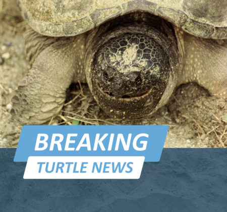 Breaking news snapping turtles nesting across Vermont: Close up of pregnant snapping turtle's face half a mile away from North Montpelier pond after crossing a road 