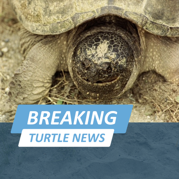 Female snapping turtles travel are the turtles traveling the farthest from water to lay eggs! Learn what we can do to keep them safe.