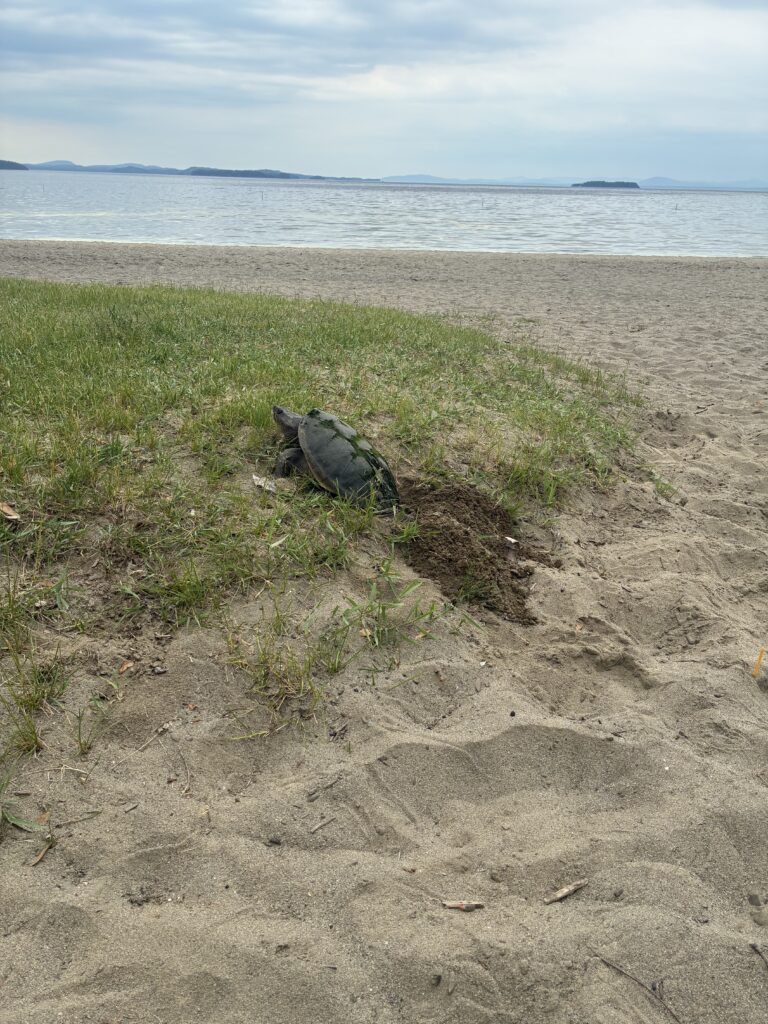 Tree Planting Gloves by Gabriella Marchesani Snapping turtle nesting on Lake Champlain Beach by Burlington Park Conservation department employee