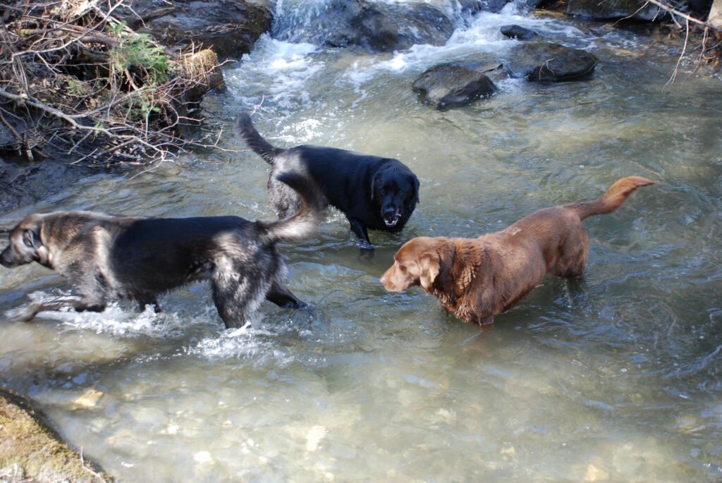 Dogs swimming in river in Kingsbury Branch, Calais, Vermont by John Joy