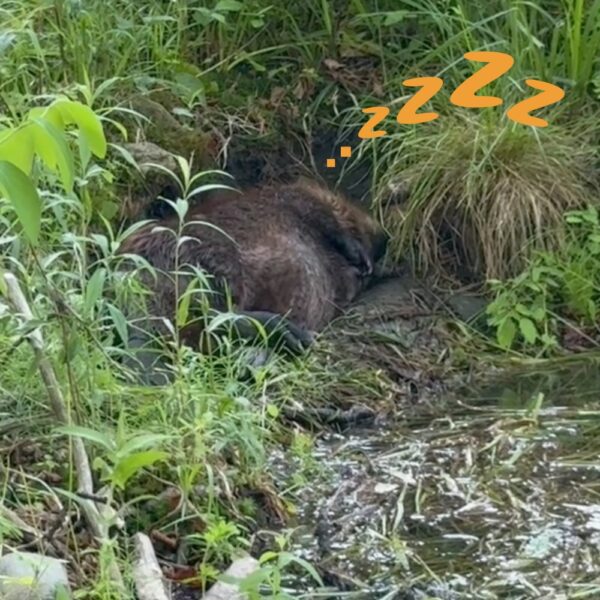 Have you ever seen a sleeping beaver? Now is your chance.