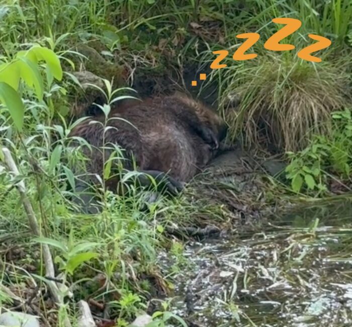 Have you ever seen a sleeping beaver? Now is your chance.