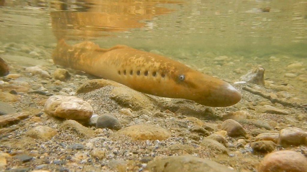 A sea lamprey swims underwater in the Saxtons River, its elongated body and circular, jawless mouth visible as it moves through the freshwater habitat. Photograph by Jill DeVitto.