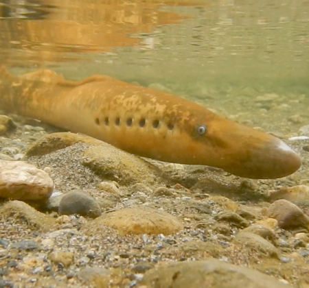 A sea lamprey swims underwater in the Saxtons River, its elongated body and circular, jawless mouth visible as it moves through the freshwater habitat. Photograph by Jill DeVitto.