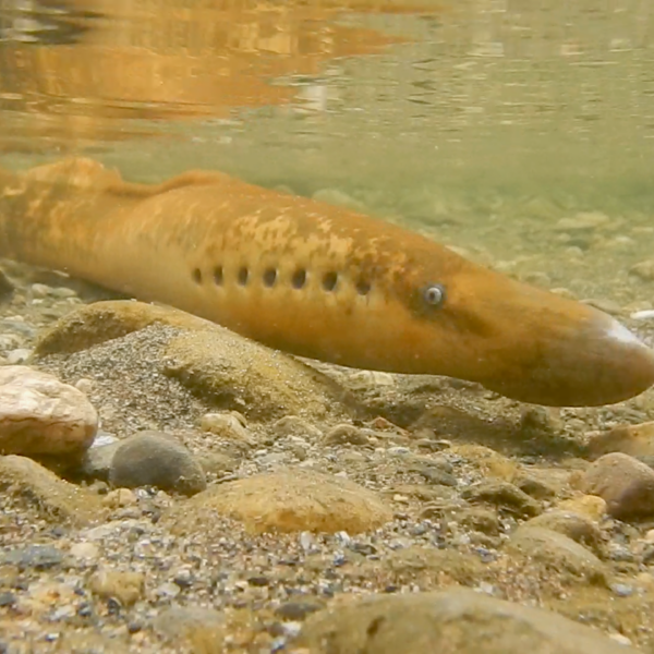 Discover the fascinating story of the sea lamprey, one of Earth’s oldest surviving vertebrates, living in the Connecticut River watershed.