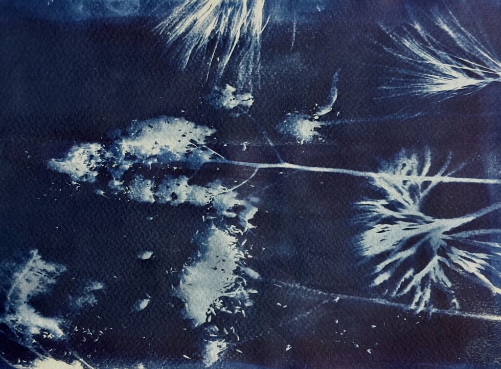 Cyanotype of plants and flowers