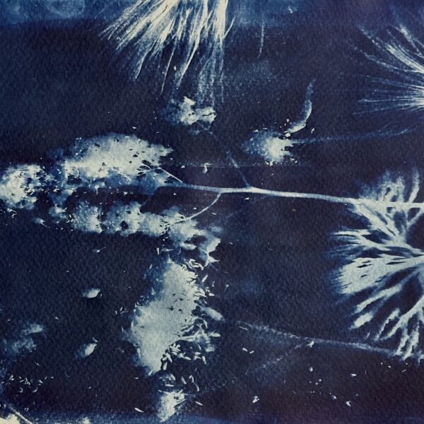 Cyanotype art print using gathers plants in the Northeast Kingdom of Vermont