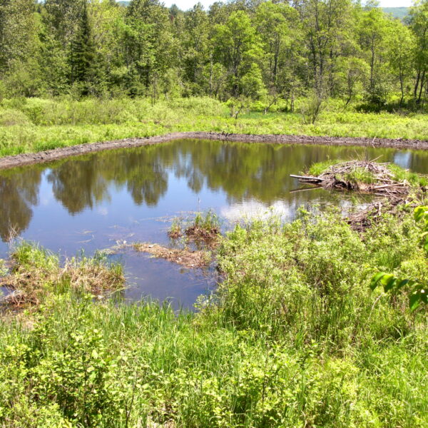Town of Lincoln River Corridor Easement – New Haven River Beaver Dams 