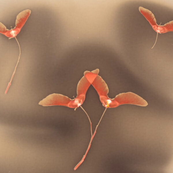 Explore Gabriella Marchesani’s eco-art photography lumen print created with maple tree seeds, blending natural materials, light, and experimental photographic techniques with Vermont River Conservancy