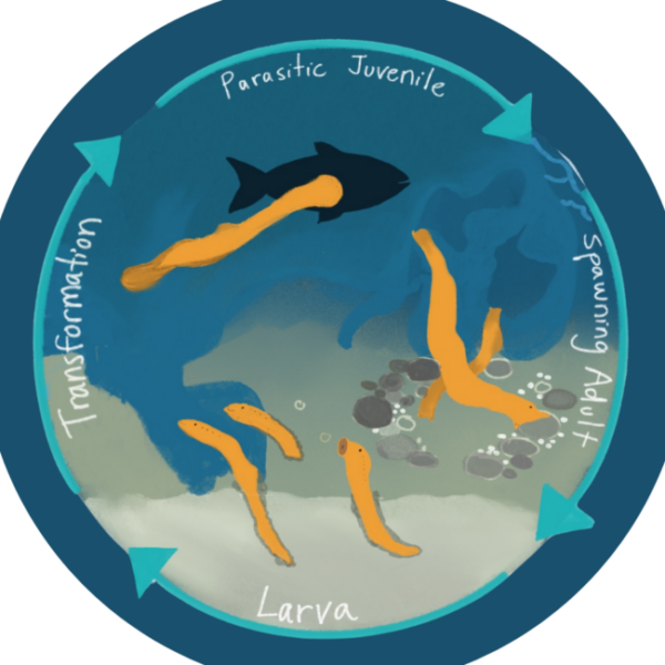 Learn about sea lamprey's journey through the Connecticut River Basin and Atlantic Ocean.