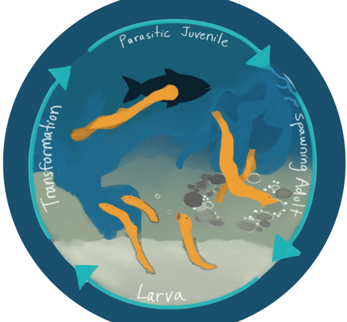 Learn about sea lamprey's journey through the Connecticut River Basin and Atlantic Ocean.