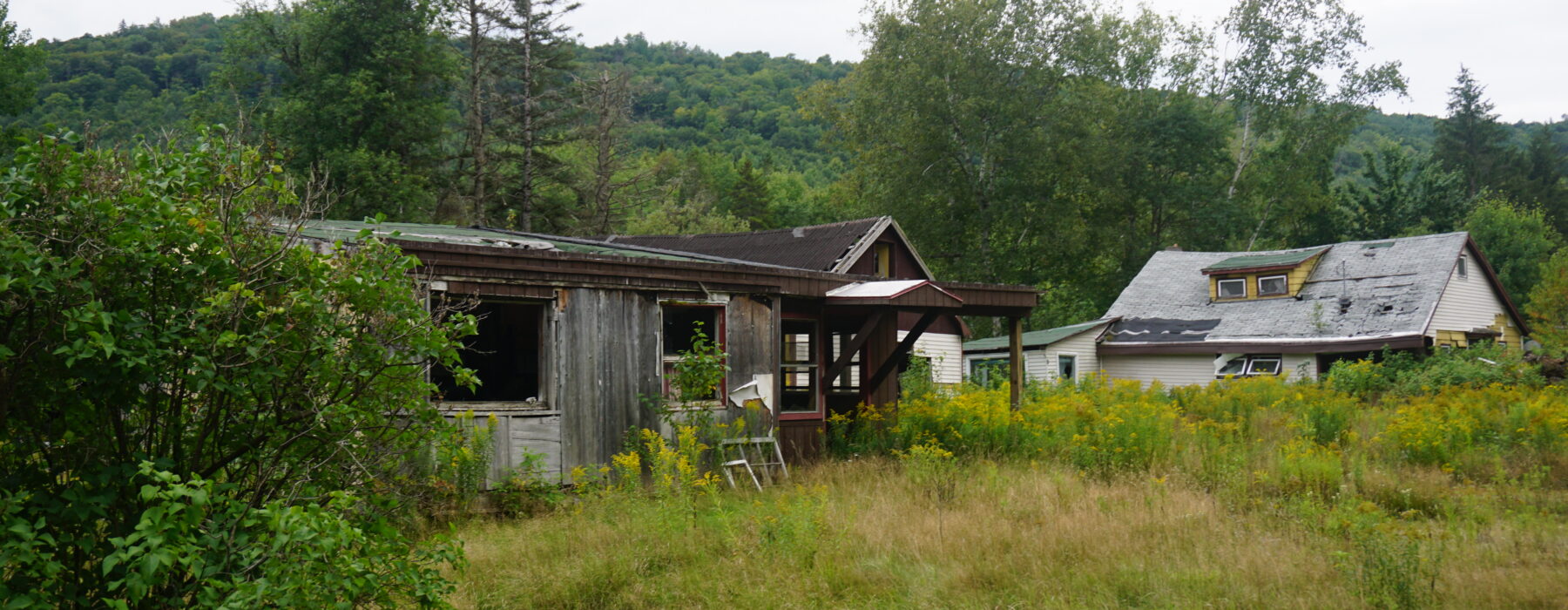Trees planted in Brattleboro