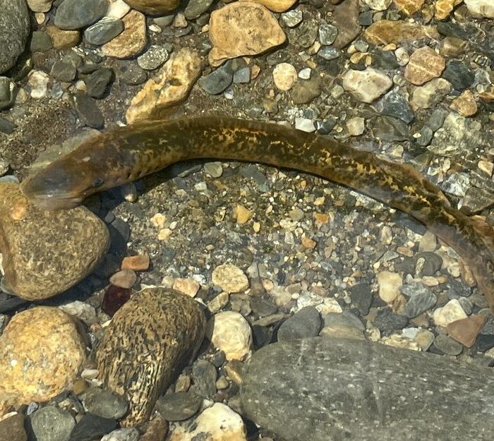 Have you ever been to a river access on the Connecticut River Basin and seen a sign saying “Do Not Disturb Spawning Sea Lamprey?” This was meant to protect lampreys that are very sensitive during spawning. Learn how you can protect them.